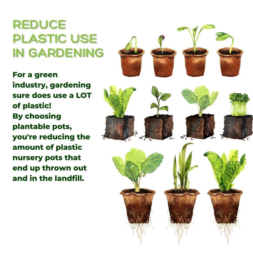 Daniel's Plants - Wholesale Plant Pot - NO DUTIES 4" Naked Pots | Plantable Seed Starter Pots7