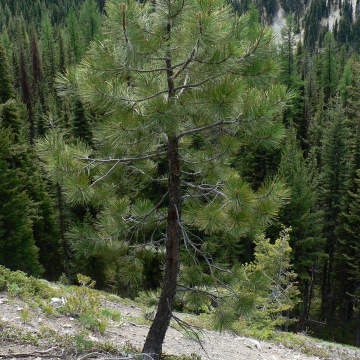 The Jonsteen Company - Wholesale Plant Seeds - Ponderosa Pine | Seed Grow Kit