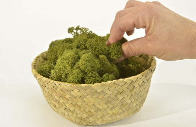 Moss House - Wholesale Live Plant - Reindeer Moss Stabilized Lichen Medium Green by MossHouse3