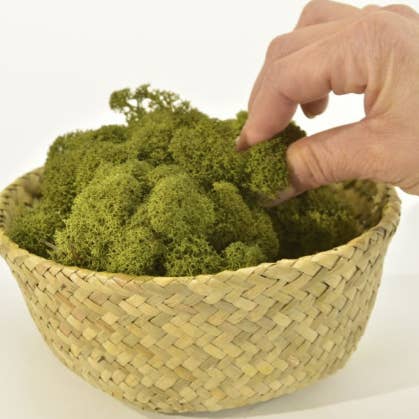 Moss House – wholesale Levande växt – Stabiliserad renlav mediumgrön från MossHouse3