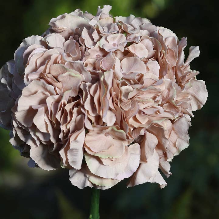 Ortensia artificiale a testa extra grande, caffè pallido e ulteriori Risultati per ortensie all'ingrosso. Resi gratuiti e termini di pagamento a 60 giorni su Faire in tendenza su Faire.