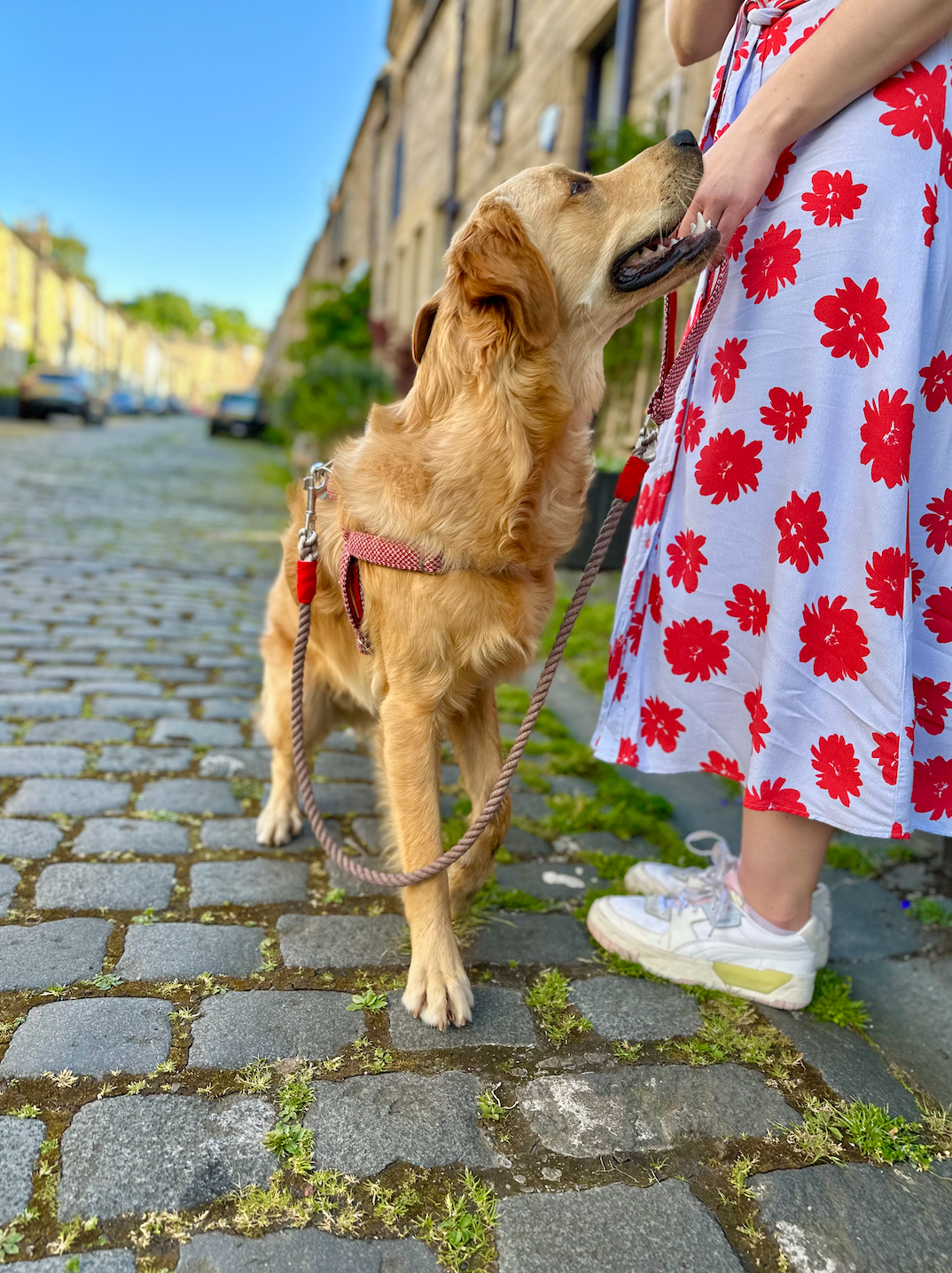 Stocky & Dee - Vente Laisse – chien - Rosehip & Dove - Collection classique - Laisse pour chien en corde1