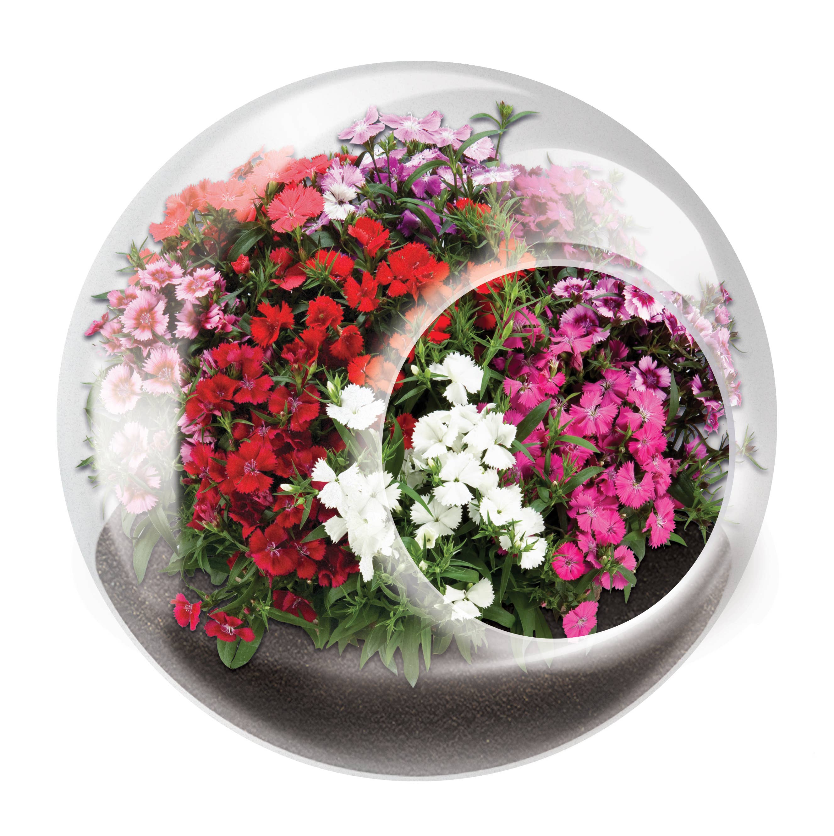 Silver Circle Products - Wholesale Retailer Display - Home & Living - Tiny Terrariums Flowering Counter Display with 6 Varieties4