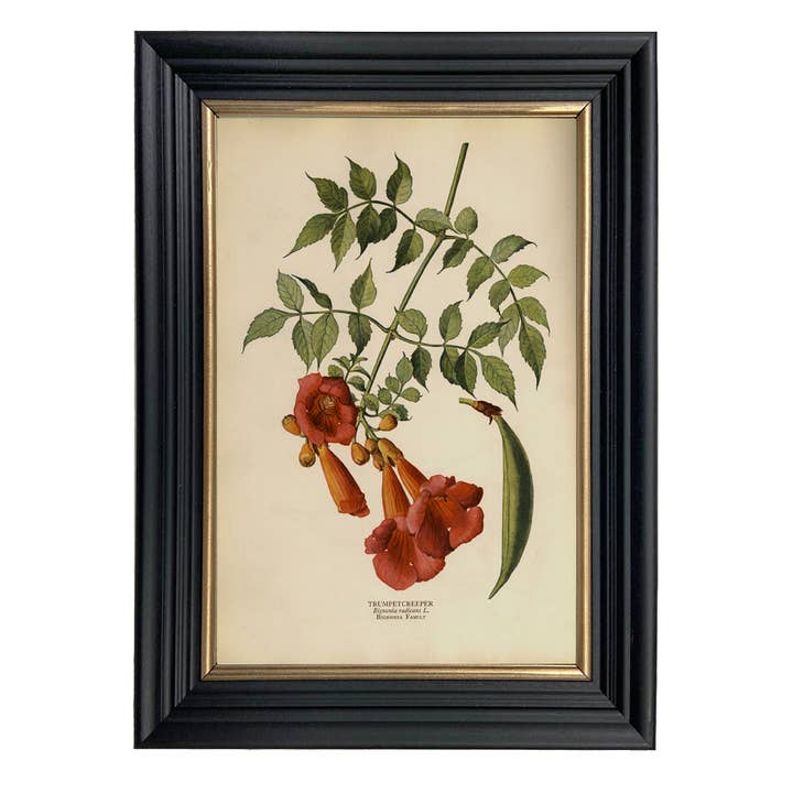 Trumpet Creeper Vintage Framed Color Illustration Wall Art for wholesale by Madison Bay Co. - Historical Home Decor Reproductions