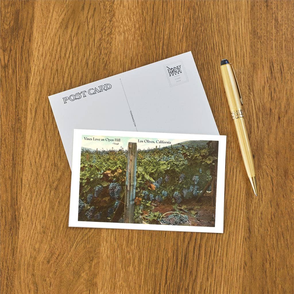 Found Image Press - Wholesale Postcard - Postcard CA-730 Vineyard, Los Olivos1