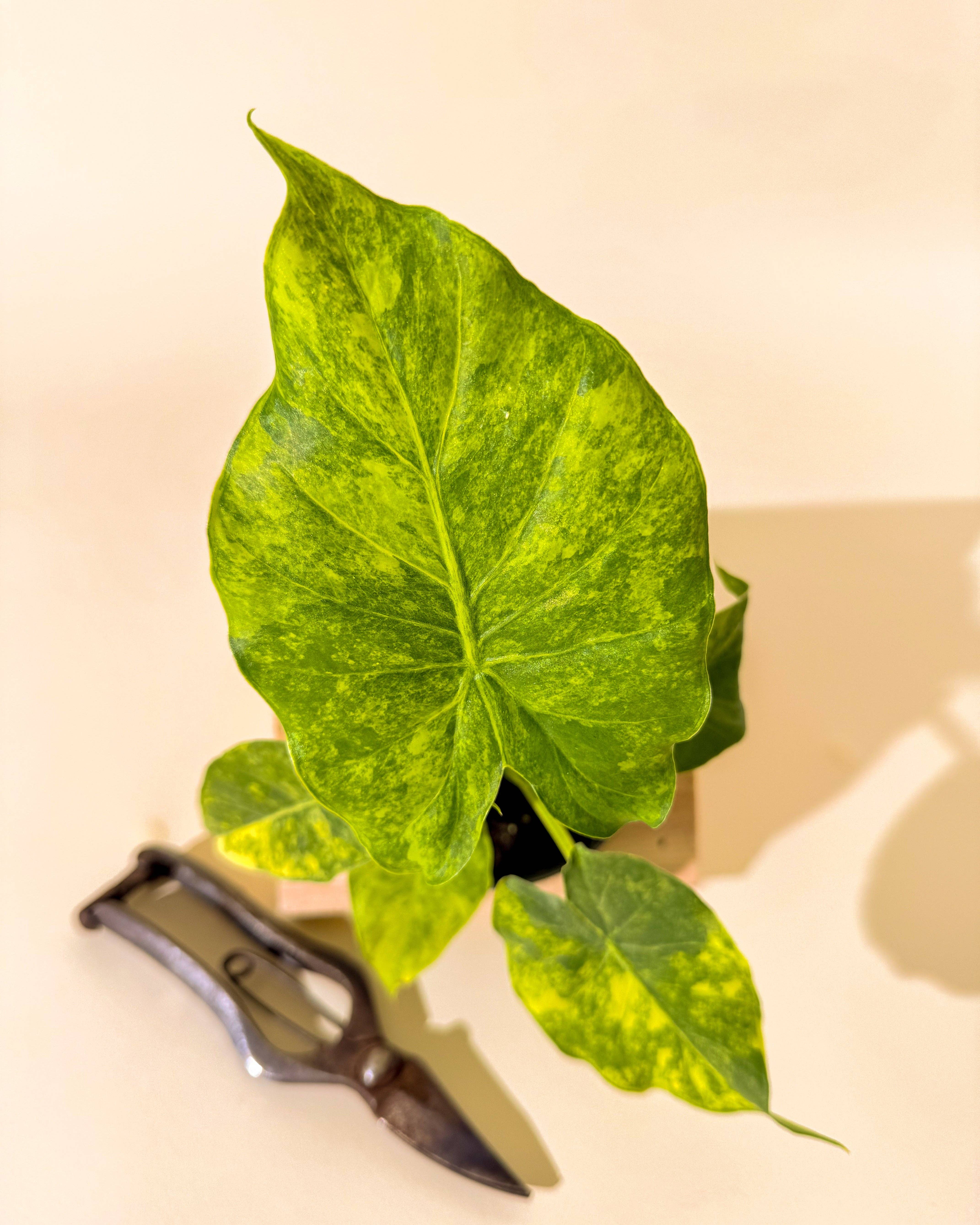 BWH Plant Co - Wholesale Live Plant - 4" Alocasia 'Gageana Aurea'4