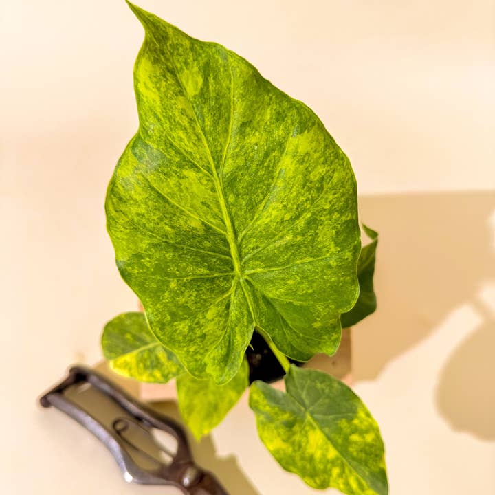 BWH Plant Co - Wholesale Live Plant - 4" Alocasia 'Gageana Aurea'4