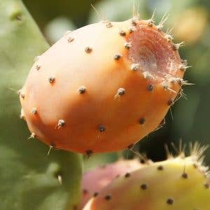 Ajarbio – Óleo para banho/corpo por atacado – Óleo 100% natural e orgânico de sementes de figo-da-índia3