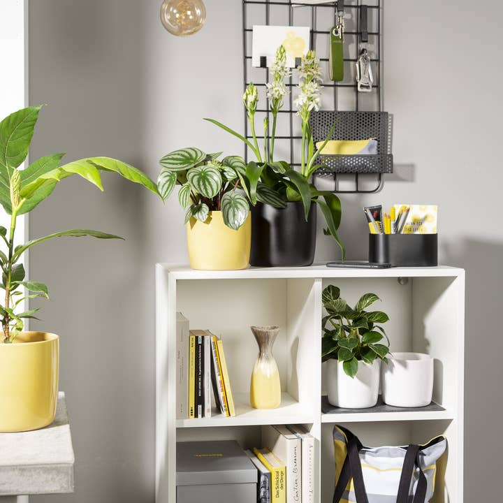 Scheurich - Wholesale Plant Pot - Set of 2 Solido 900 ceramic planters1