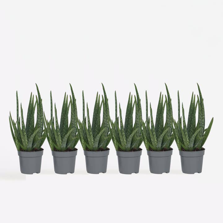 Oasis of Life - Wholesale Live Plant - Aloe Vera – 6 Plants – Aloe Barbadensis – Height 25–40cm – Ø11cm – Easy-care Houseplant & Medicinal Plant – Robust Succulent for Home & Office – Air-purifying & Decorative