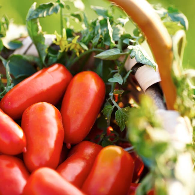 Zia Pia - Wholesale Pasta Sauce - San Marzano Tomatoes DOP by Italianavera