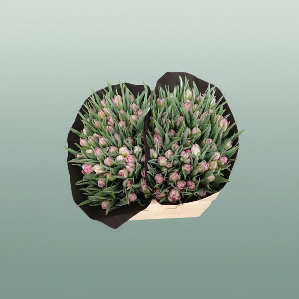 Pink Tulip Flash Point for wholesale on Faire0