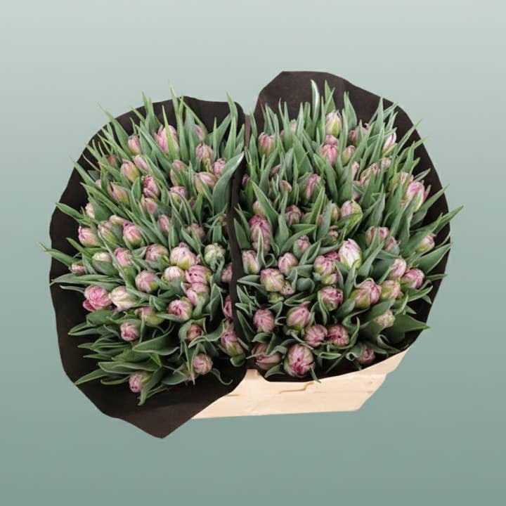Pink Tulip Flash Point for wholesale on Faire0