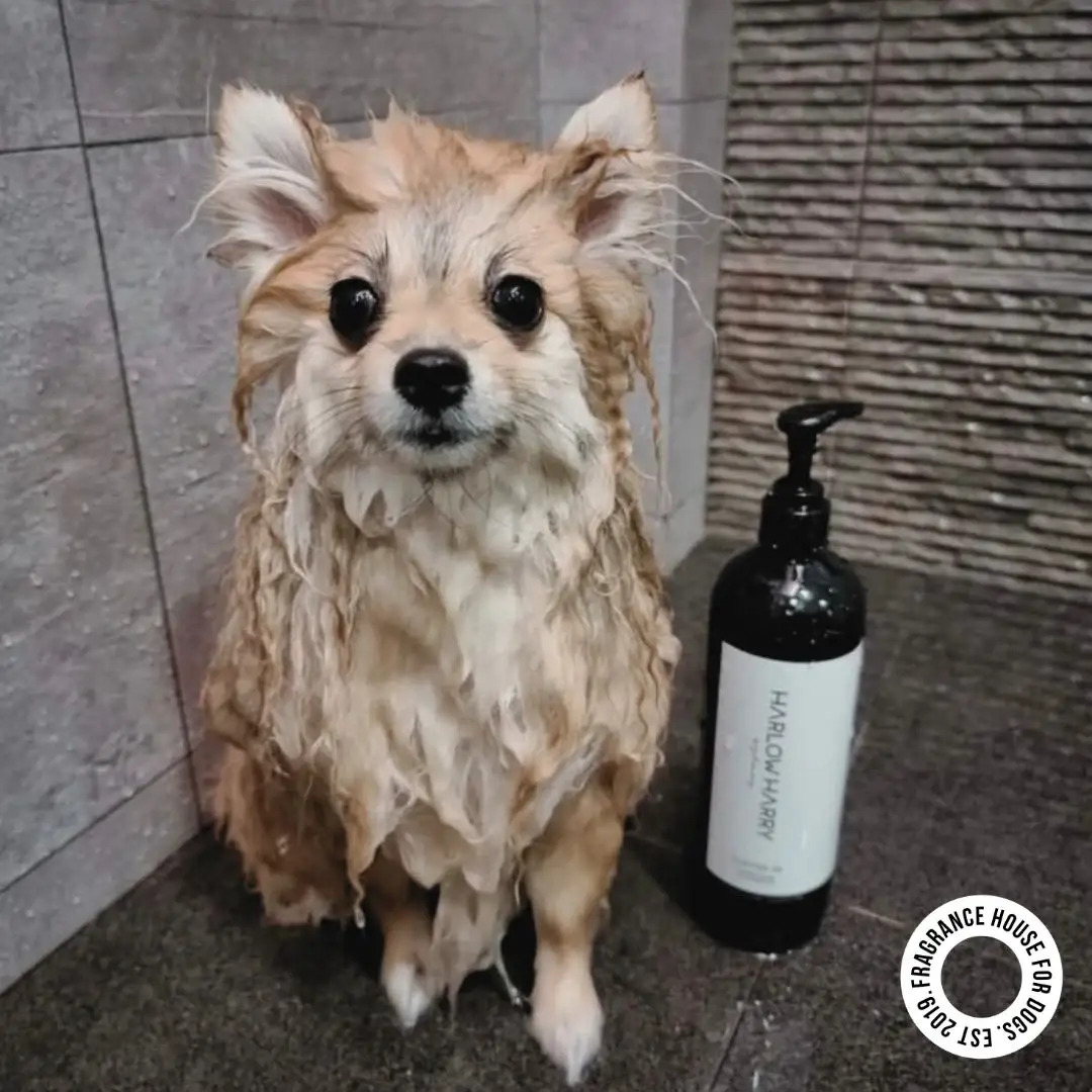 HARLOW HARRY - Wholesale Pet Shampoo - Dog - 2-in-1 Conditioning Dog Shampoo | D'bacca 1691