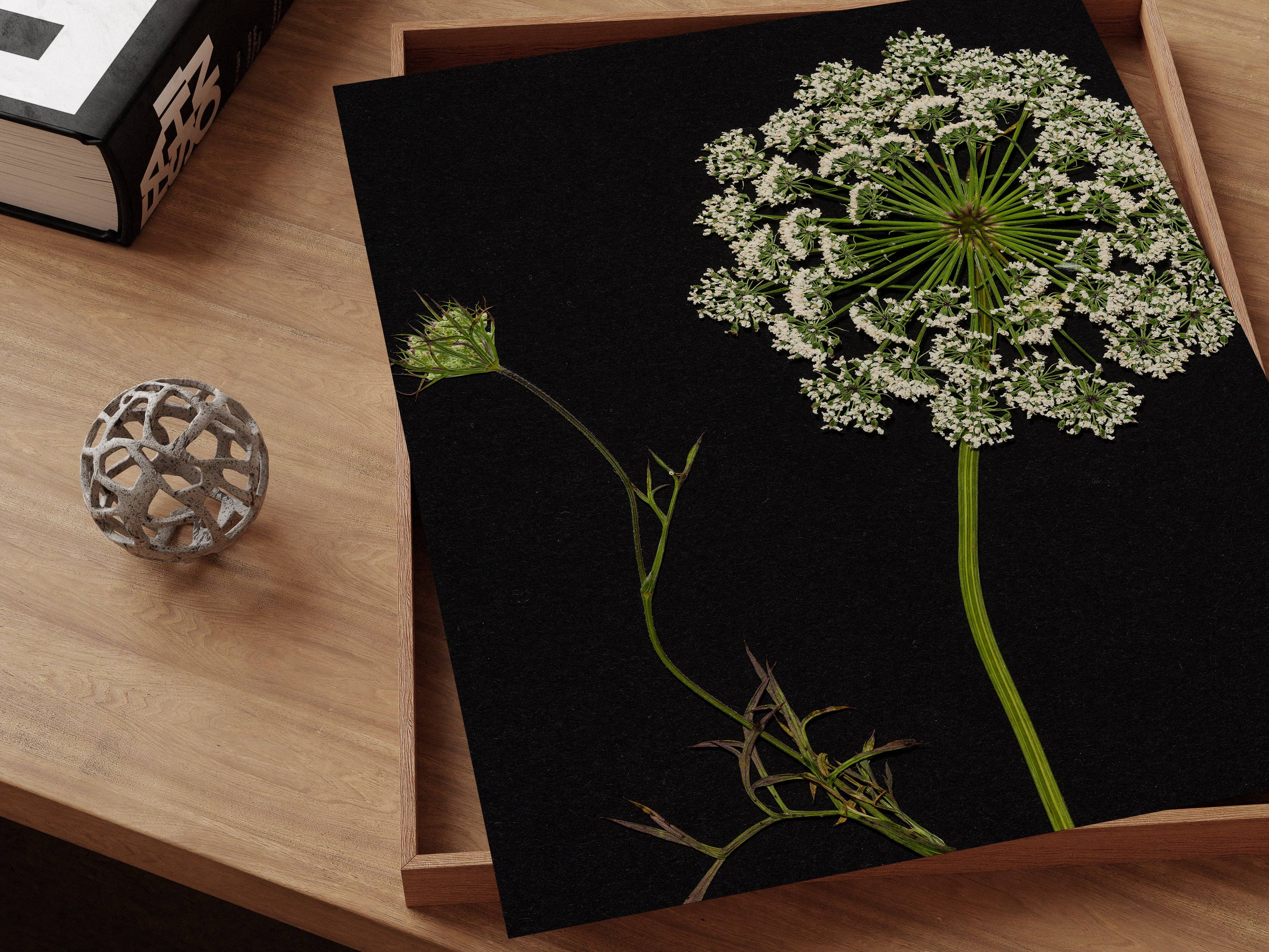 Hope Steinle Pressed Flower Art - Wholesale Art Print - Lace & Light4