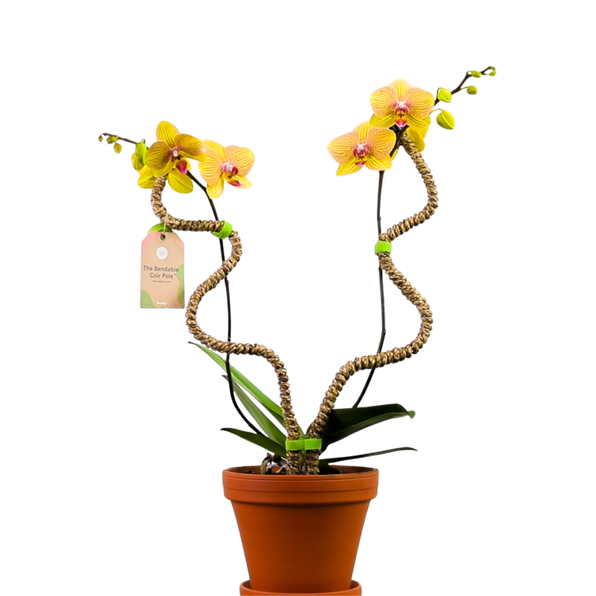 Mossify - Wholesale Trellis - Bendable Coir Pole™ – Flexible Plant Support for Tropicals4