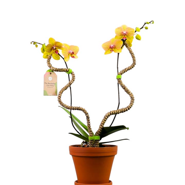 Mossify - Wholesale Trellis - Bendable Coir Pole™ – Flexible Plant Support for Tropicals4