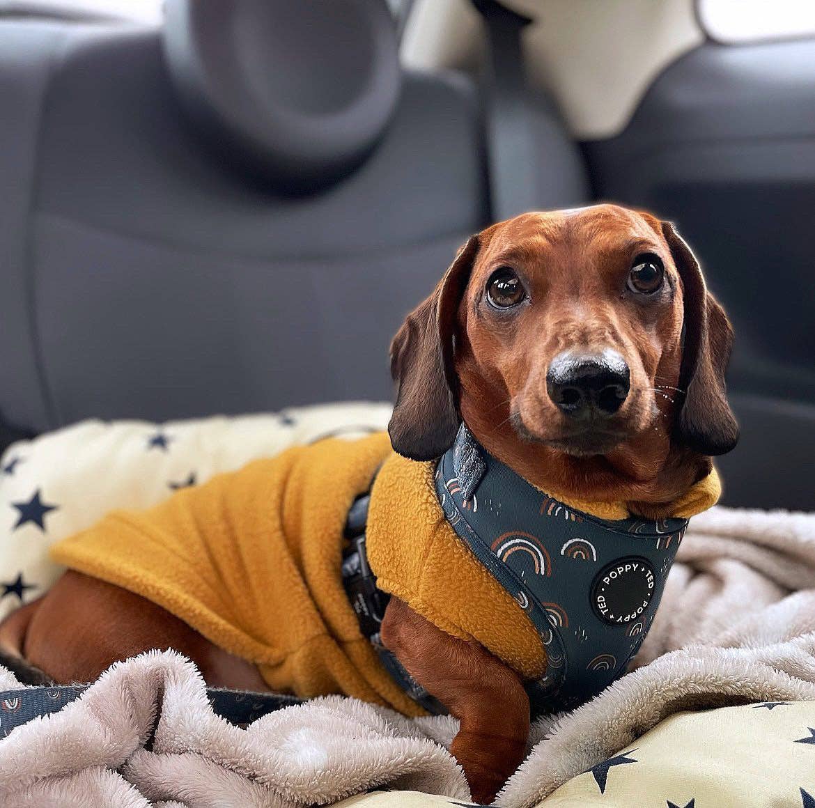 Doghouse – wholesale Pet jumper – Dog – Dachshund Fleece Jumper6