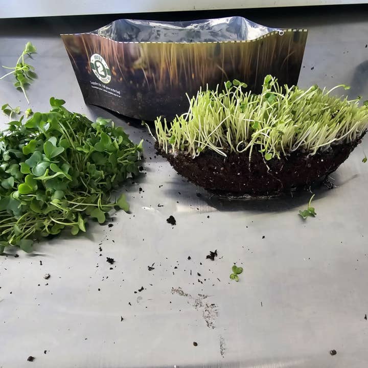 Harmony Harvest - Wholesale Plant Seeds - Radish Microgreen Grow Kit