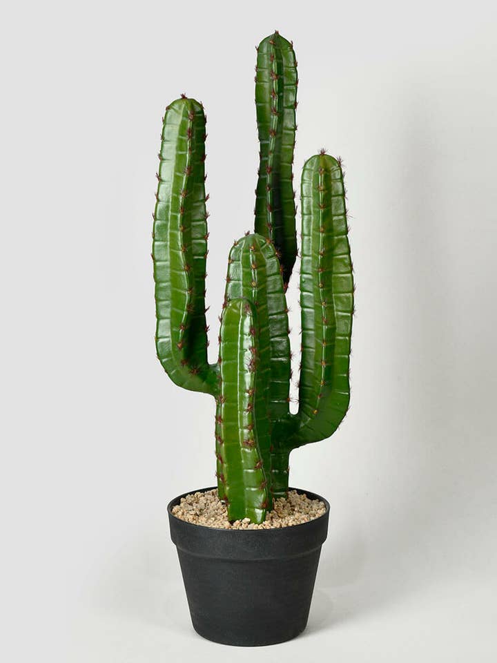 26 in Candelabra Cactus Plant for wholesale by Jamali Garden