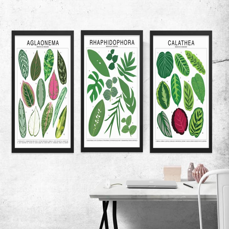 Décoration murale Tirage d'art plante verte , poster botanique