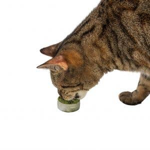 Natural Cat Toy - Wholesale Catnip - Catnip Powder4