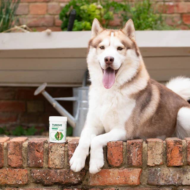 Pet Vital Care – wholesale Pet supplement – Dog – Lintbells | YuMOVE Adult Dog | Hip and Joint 300 tablets