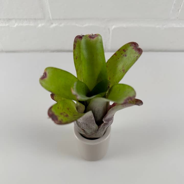 The Artizan Way - Wholesale Live Plant - Neoregelia Abendrothae - Live Bare Root Plant