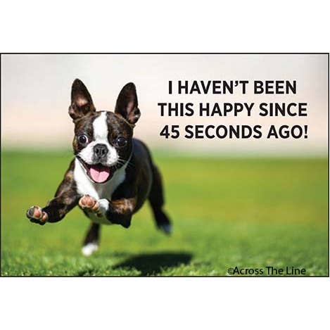 Ephemera - Wholesale Magnet - Magnet-I Haven't Been This Happy Since 45 Seconds Ago!
