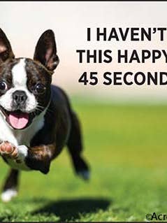 Magnet-I haven't been this happy since 45 seconds ago! for wholesale by Ephemera