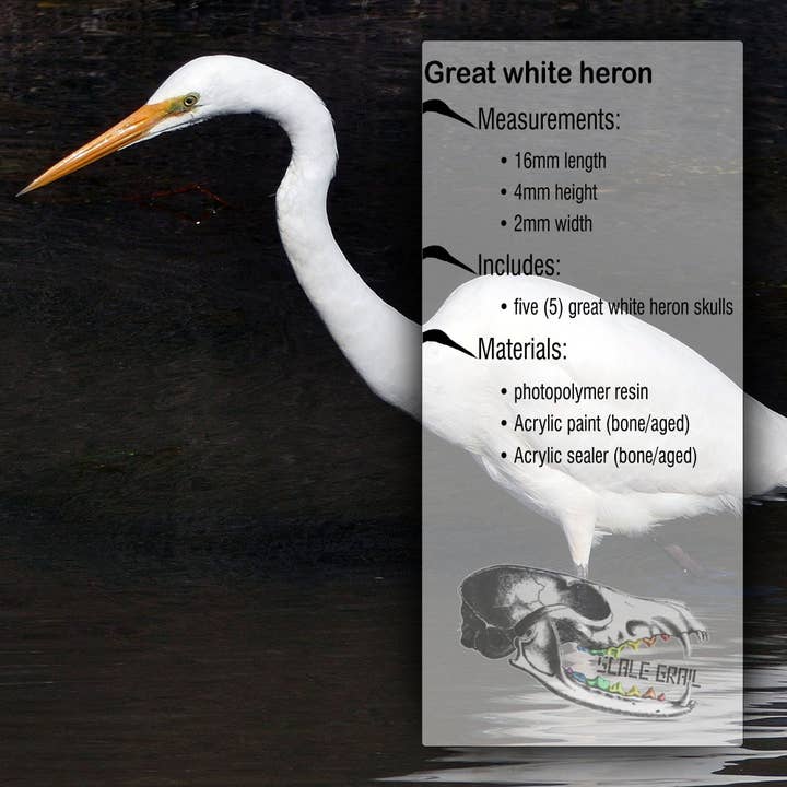 The Scale Grail – wholesale Decorative figurine – Great White Heron Skull Replica 1:12 Scale miniature animal skulls for use in dollhouse, diorama, models, tiny bird cranium (set of 5)