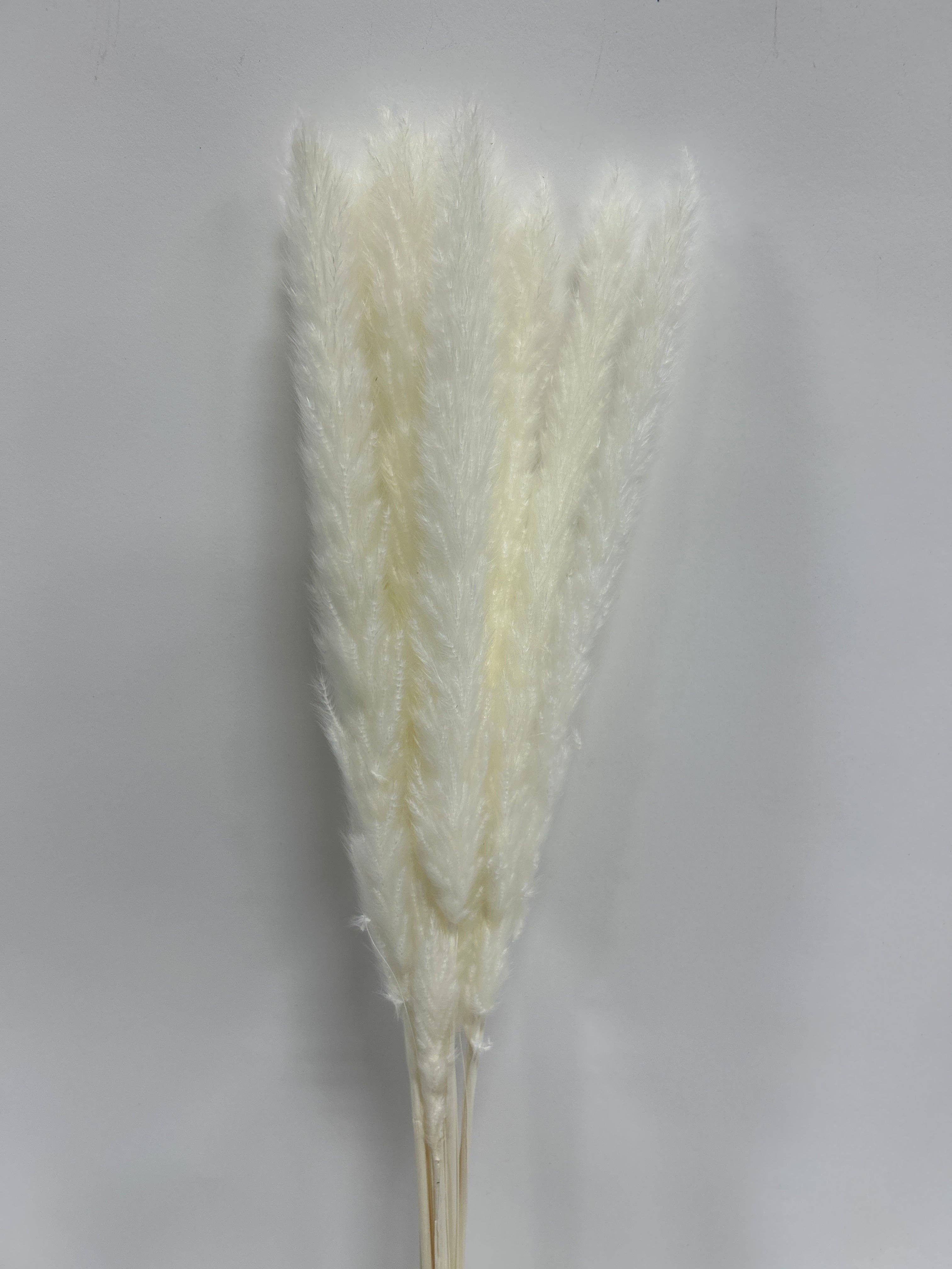 GS Foliage - Wholesale Dried/Pressed Flowers - Dried Pampas Grass – Natural or White - 15pc Bunch2