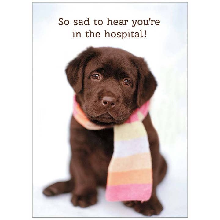 Chocolate Lab Pup - Get Well Hospital Card for wholesale by Legacy