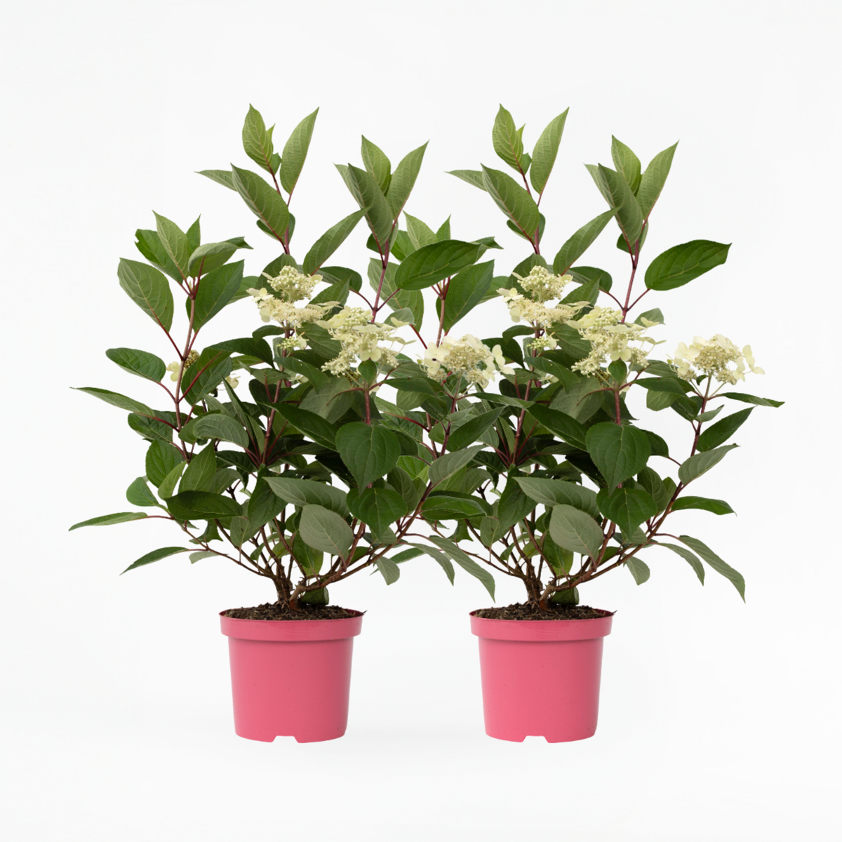 Oasis of Life - Wholesale Live Plant - Hydrangea paniculata 'Early Harry' – 2 plants – Height 25–40cm – Ø19cm – Early blooming panicle hydrangea with cream-white to delicate pink flowers – Hardy garden plant for beds, terraces & balconies0