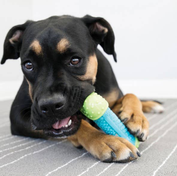 Pet Palette Distribution - Wholesale Pet Toy - Dog - KONG® CoreStrength™ Bone Dog Chew Toy Small/Medium2