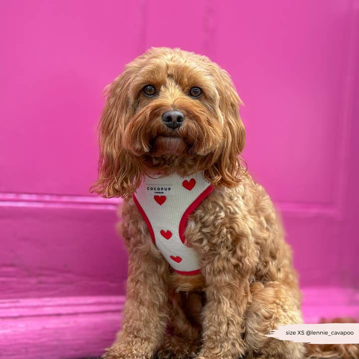 Cocopup London - Wholesale Pet harness – Dog - Hugs & Knitted Adjustable Neck Harness10