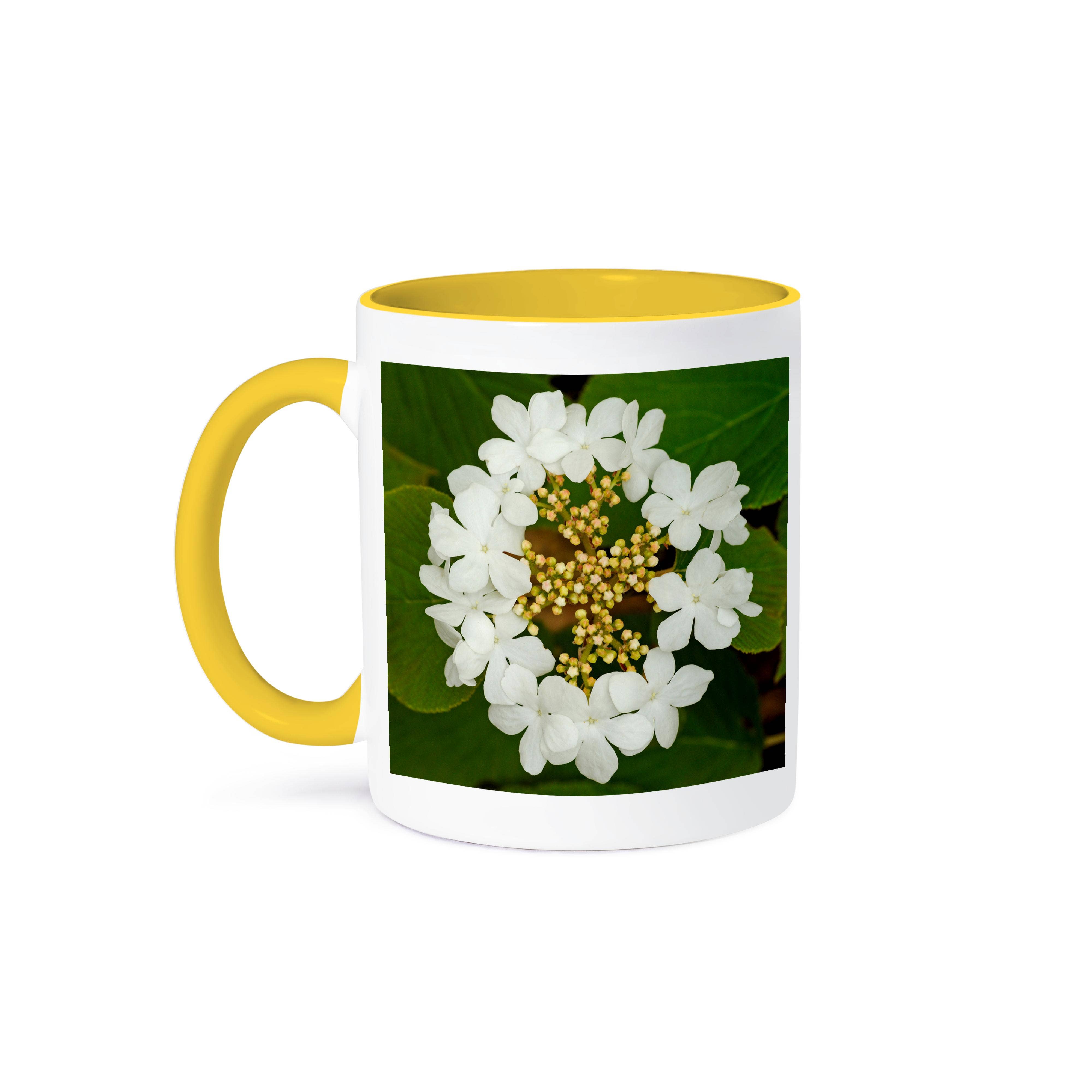3dRose - Wholesale Coffee Mug - 3dRose, Canada, Ontario, Dorset. Flowers on hobblebush shrub., Mug0