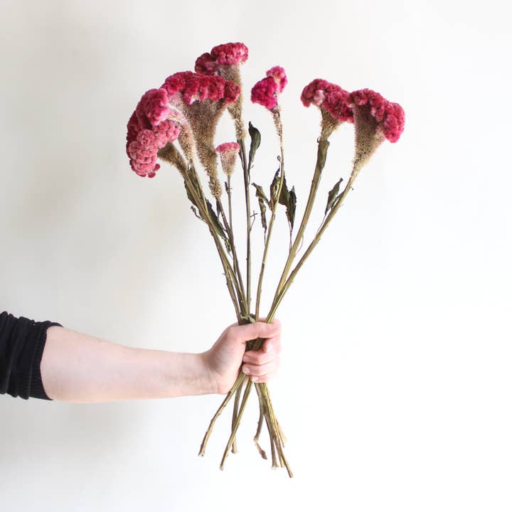 Roxanne's Dried Flowers - Wholesale Dried/Pressed Flowers - Cockscomb (Celosia) - Dried1
