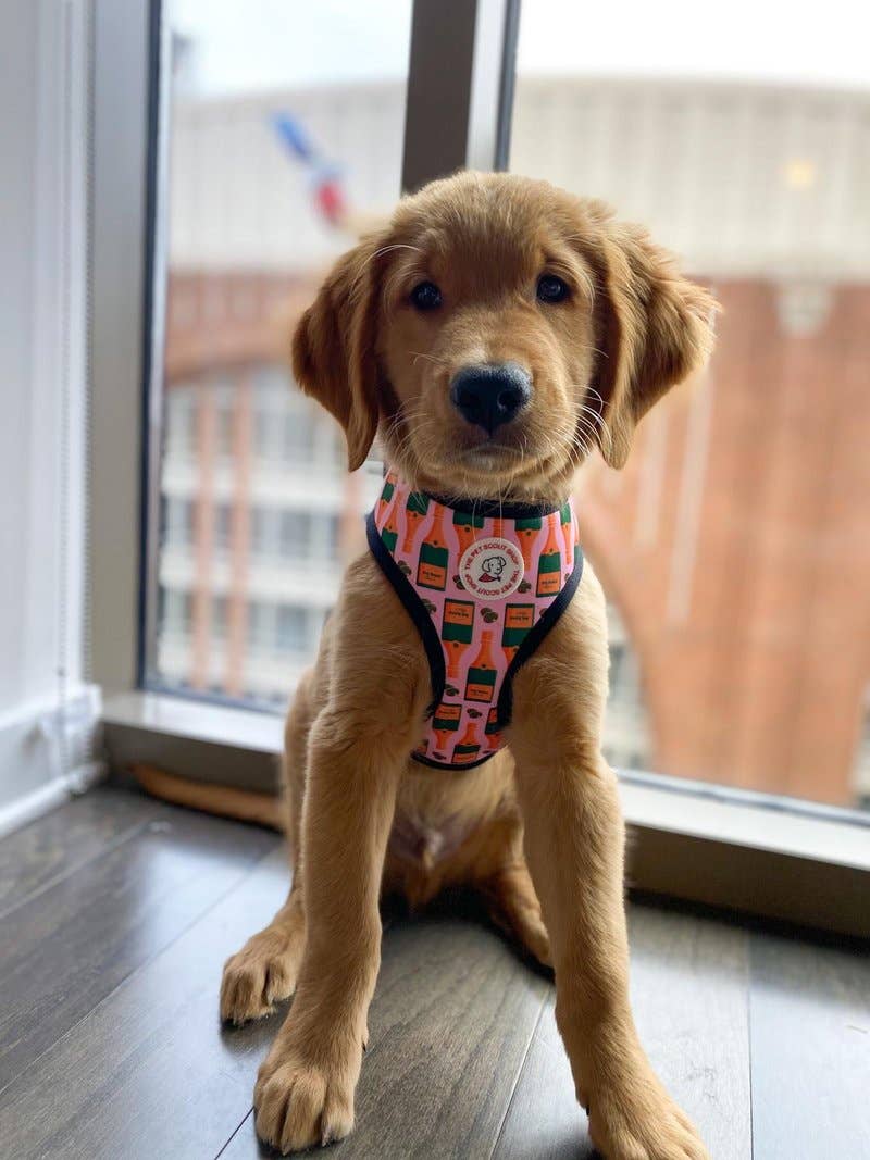 The Pet Scout Shop - Wholesale Pet Harness - Dog - Champagne Reversible Harness1