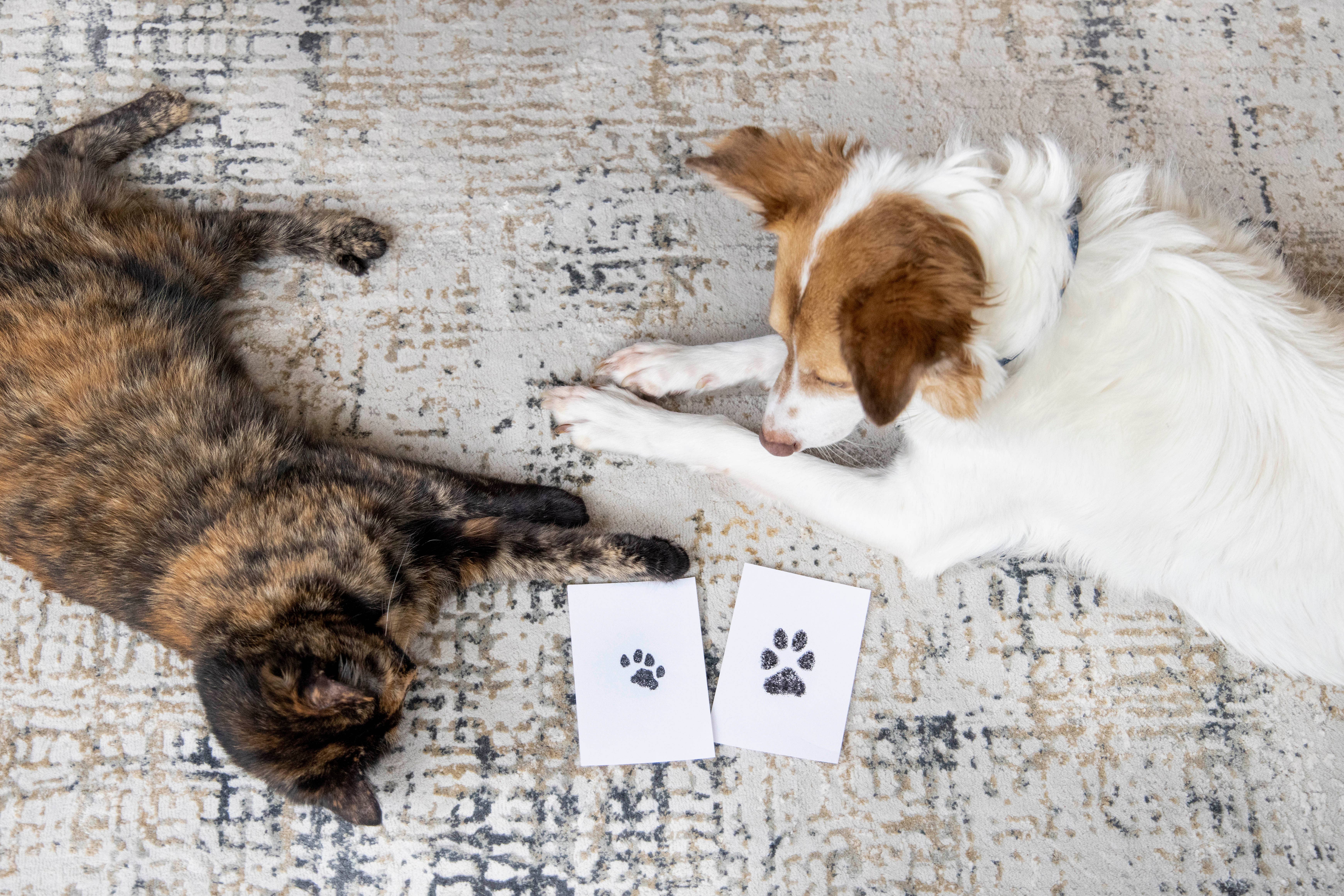 Pearhead - Vente Tampons encreurs - Tampon à encre Clean-Touch Pet Pawprint, noir14