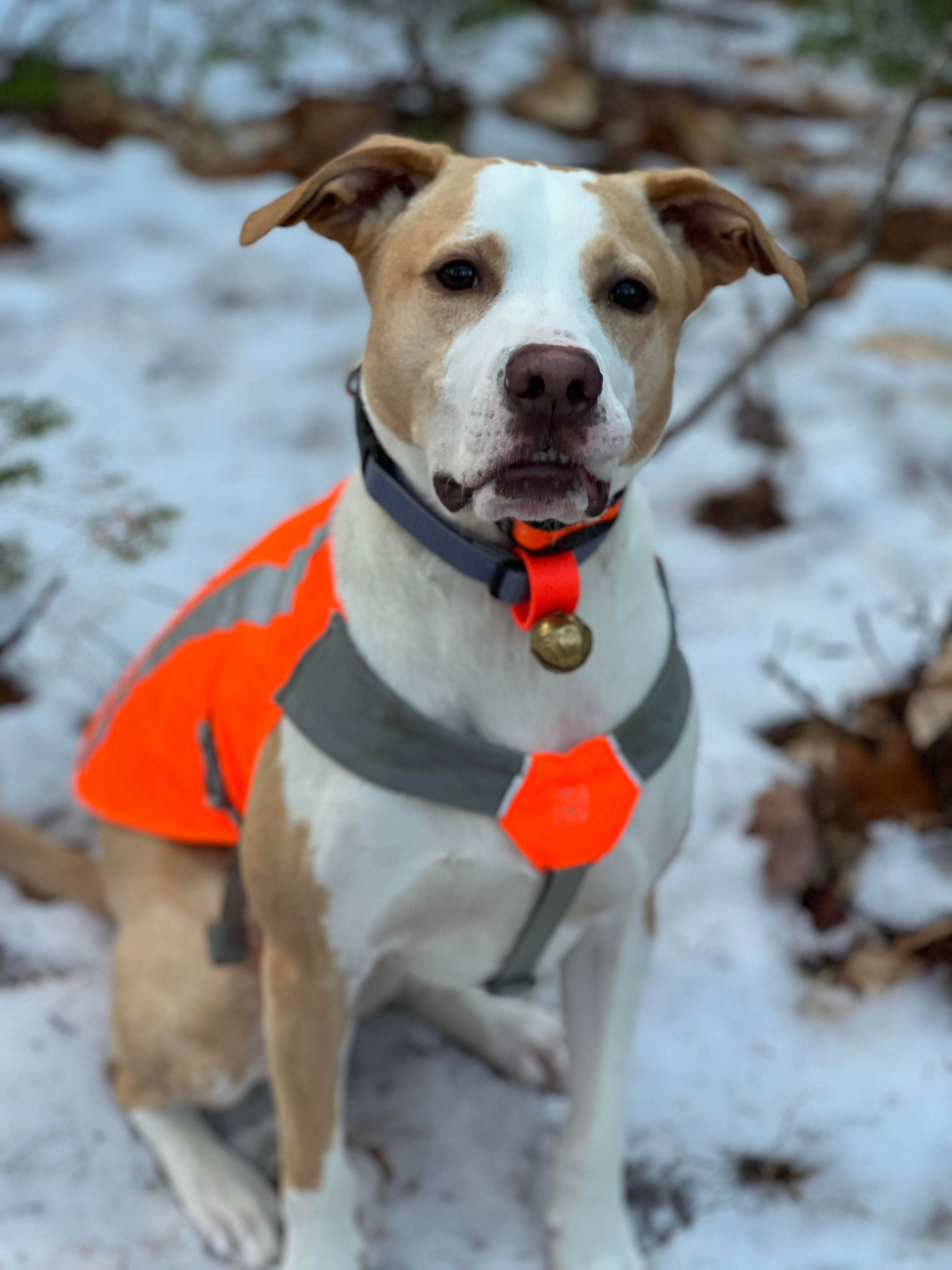 New England Bells - Wholesale Pet Collar - Dog - Dog Collar Bell Set, 30 #2 sized Bells with a Display Box3