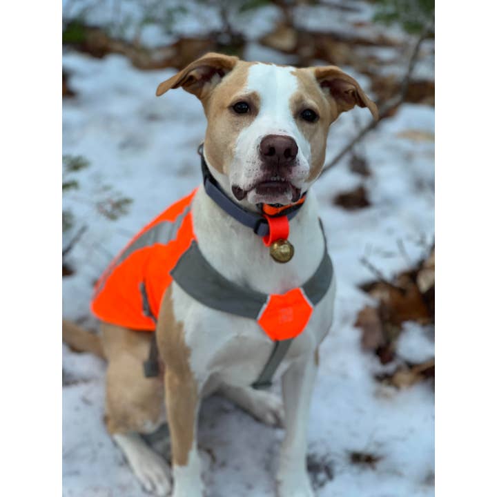 New England Bells - Wholesale Pet Collar - Dog - Dog Collar Bell Set, 30 #2 sized Bells with a Display Box3