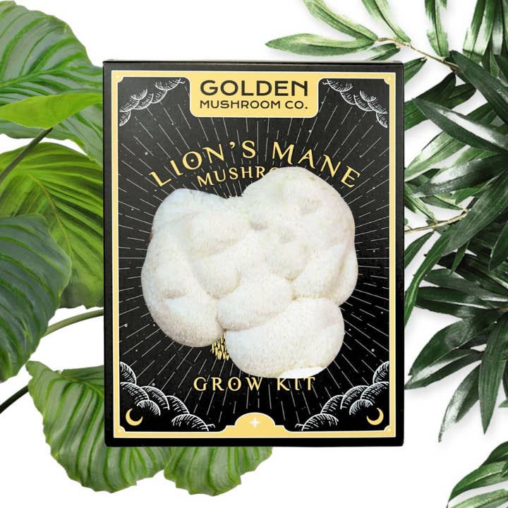 Golden Mushroom Co - Wholesale DIY Food Kit - Lion's Mane Mushroom Grow Kit