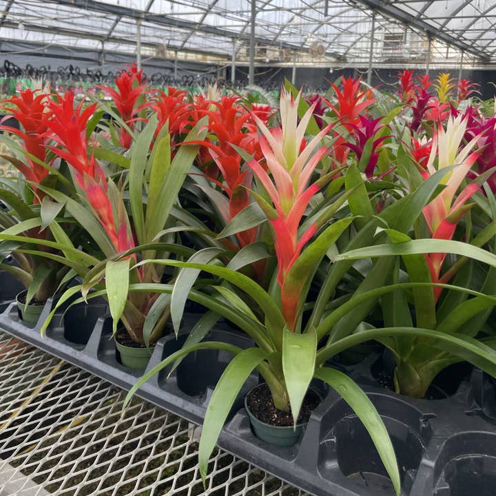 Thorsen's Greenhouse - Wholesale Live Plant - Bromeliad Guzmania- 4" Live Plant - Assorted