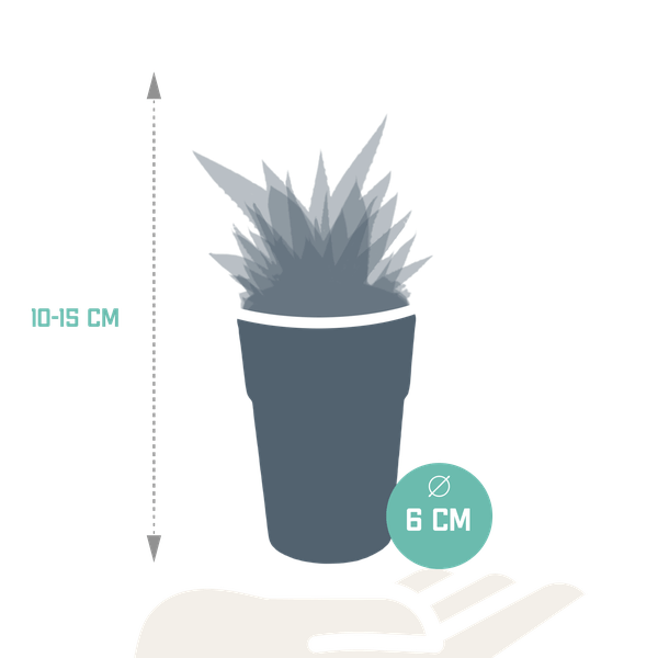 Oasis of Life – wholesale Succulent – Succulent Mix Gasteria & Haworthia – 5 Plants – Ø5.5cm Houseplants in Plastic Pot with Wooden Legs – Various Mini Succulents – Easy-Care Plants for Windowsill, Office & Living Room1