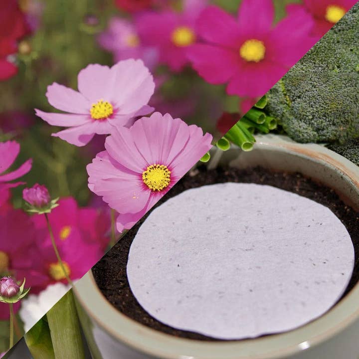 Sow Effortless Collection™ Cosmos Sensation Mix Seed Discs Set of 2 for wholesale by Park Seed