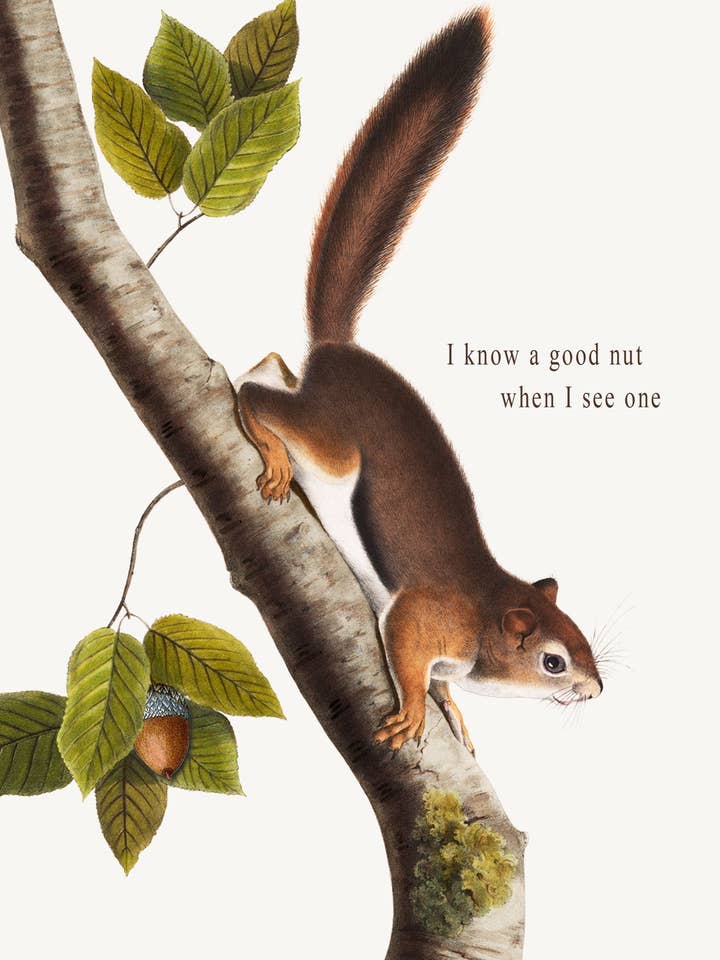 I Know a Good Nut • 5x7 Greeting Card for wholesale by P. Flynn Design / Phun House