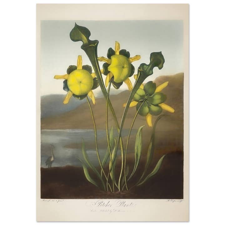 Pitcher plant for wholesale by Maison de Paloma