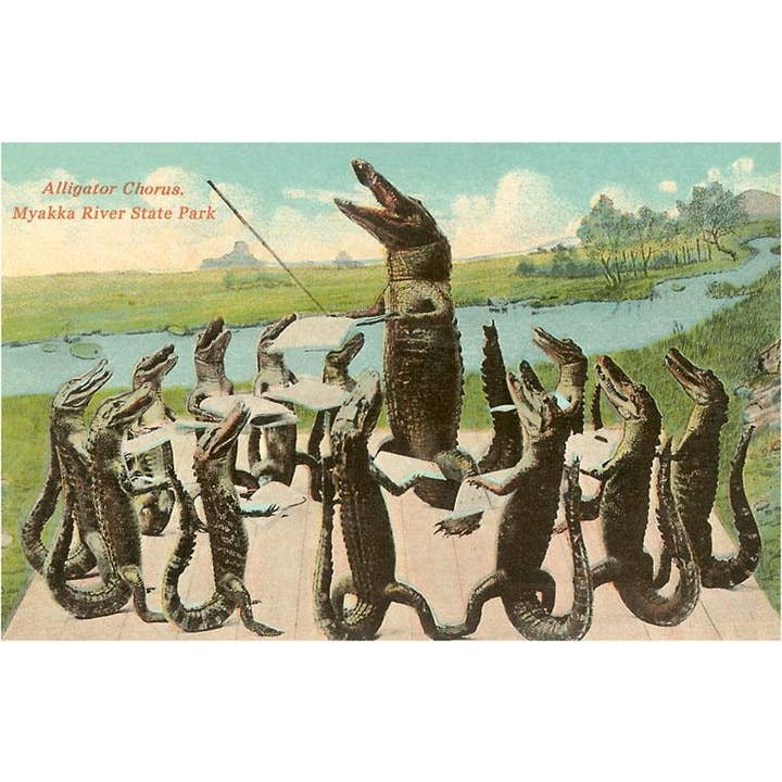 Magnet FL-1173 Alligator Chorus, Myakka River State Park, Fl for wholesale by Found Image Press