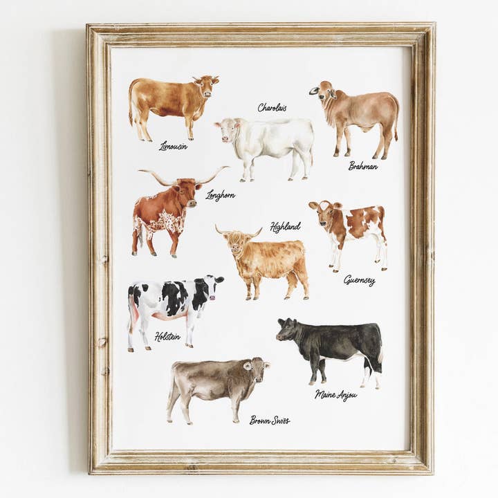 Cow Breeds Watercolor Print for wholesale by Carrie And The Brush